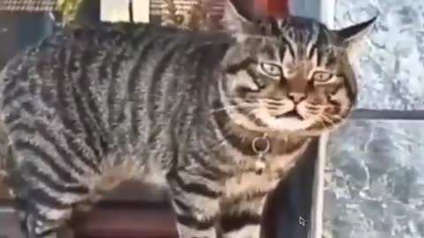 Funny cat speaking amazingly #cat conversation