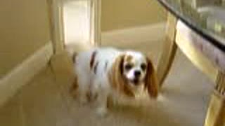 Good little Cavalier doggy wipes her feet