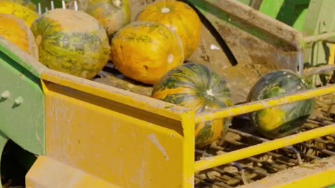 a Combine Harvester Load Pumpkins to Harvest Seeds