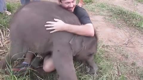 The Baby Elephant wants to Cuddle