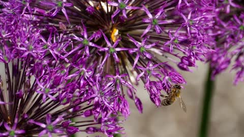 Bee standing on a purple flower