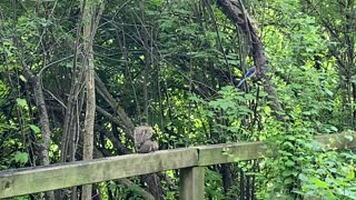 Blue Jay and a squirrel lunching