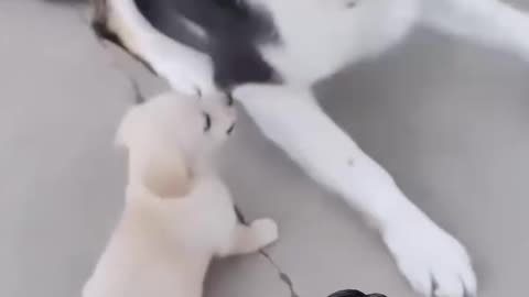 Small puppy and Big dog are fight on the eat