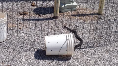 Snake at a cell tower