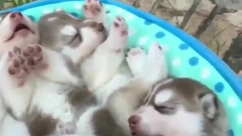 cute pet puppy