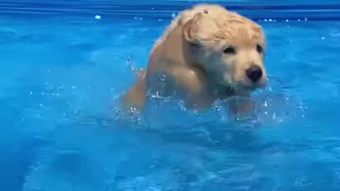 Puppy is a natural swimmer 😀