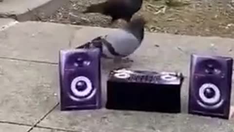 Pigeon rave