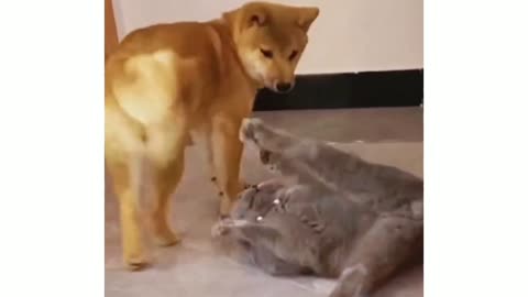 Dog and cat funny video 😂😂| Funny animals.