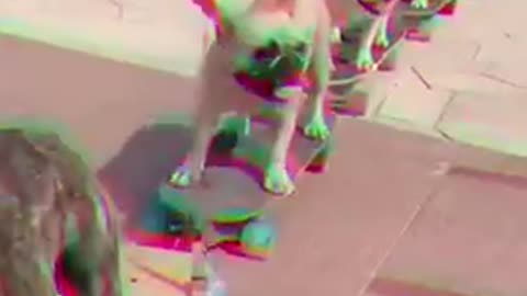 Group of dogs go skating at a park