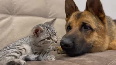 German Shepherd Dog Shows his Love for the Kitten