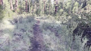 Lower Historic Black Butte Trailhead – Deschutes National Forest – Central Oregon – 4K