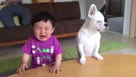 funny dog and kid vidio __