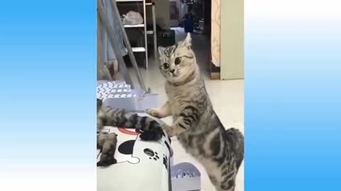 Funny cats video byby cat 🐈🐈😺😺cat video