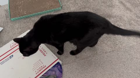 Cute Precious Piper Checks Out the Mailing Area - Adopting a Cat from a Shelter Vlog