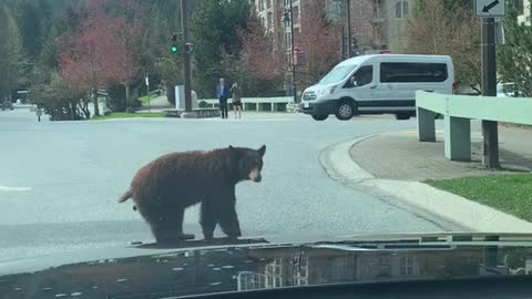 Jaywalking Bear Pauses to Poop on Road