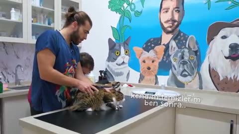 Cute Cat Gets Angry to Veterinarian! ( Tries to Escape