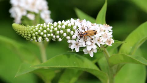 Soldier Beetles on Gooseneck Flowers