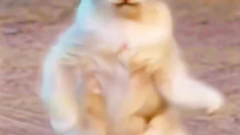 Cat's dance