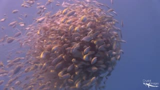 Massive Lion's Mane Jellyfish Sighting