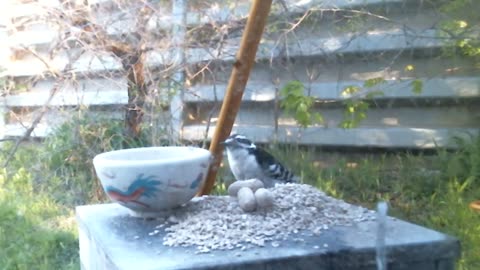 Morning Feeder Madness