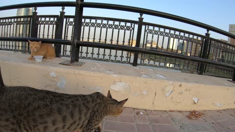 MICHAEL JACKSON & ED SHEERAN - Homeless cats in Ras Al Khaimah, UAE #cat #EdSheeran #MichaelJackson