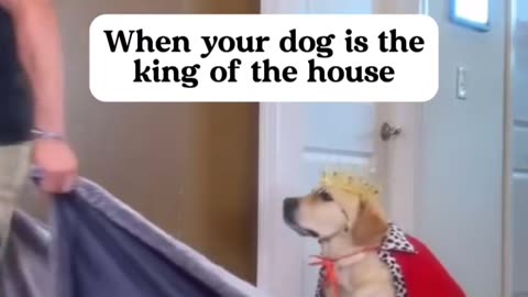 When Your Dog Is The King 👑 Of The House