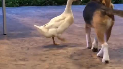 The paw 🐾 around the duck got me