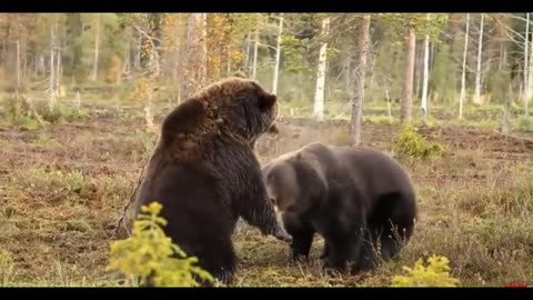 Clash of Titans: A Ferocious Bear Battle