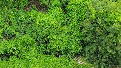 GREENERY IN MUMBAI |IN RAINEY SEASON | BOMBAY|MUMBAI|