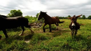 Caballos Clydesdale corren felices en manada por el prado