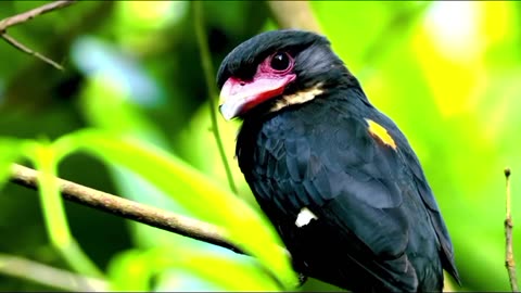 Various types of bird beaks