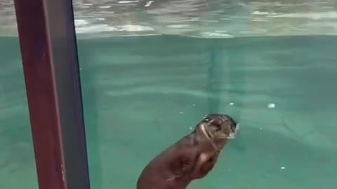 A cute little diving expert