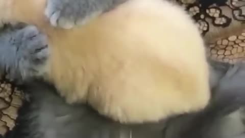 Cute kitty loves his puppy bother