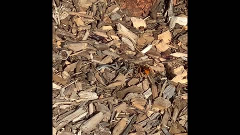 Wolf Spider Confronted by Spider Wasp