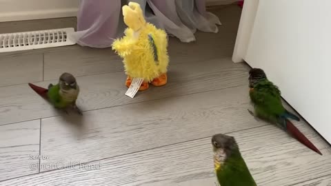 3 Birbs versus the Chicken Dance