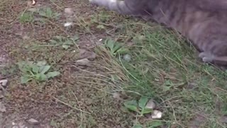 Cat playing in grass with mouse