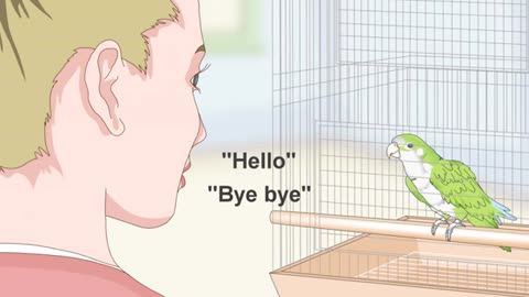 Teach a Quaker Parrot to Speak