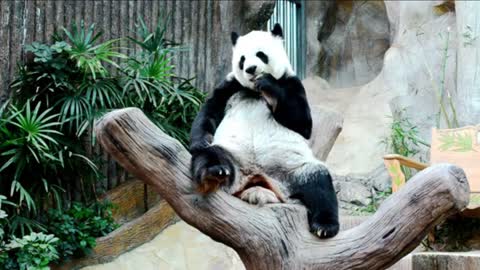 Giant Panda eating bamboo