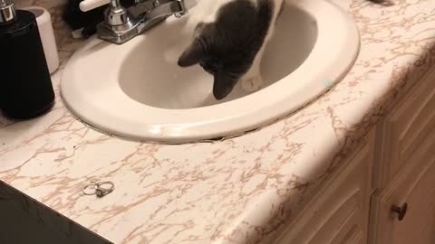 Water Loving Cat Plays In Bathroom Sink