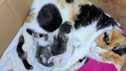 Mother gives milk to her kittens. Baby kittens are so cute