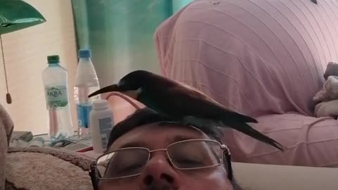 my pet birds