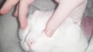 Cat Loves Face Massage