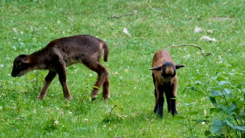 Cameroon sheep