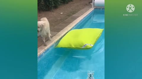 Dog in the pool sliming