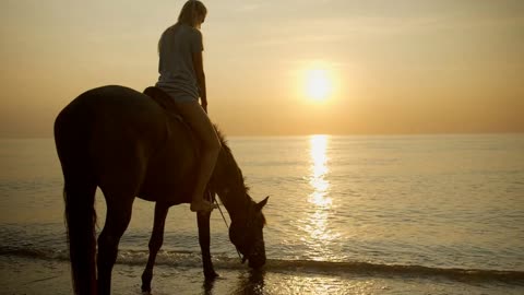 Horse drinks sea water on the background of sunset