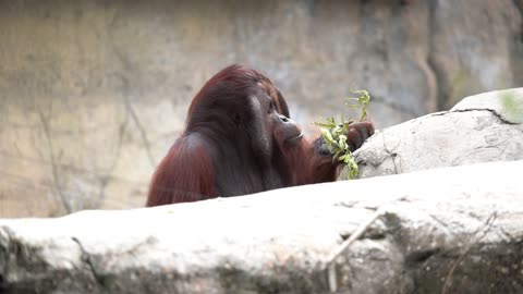 Huge Male Orangutan Eating