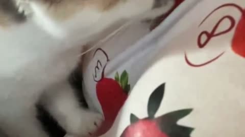 Confused Cat Licks Fake Strawberries