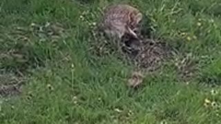 A mama rabbit protecting her newborn babies.