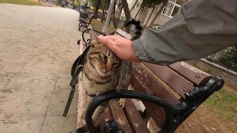 Stray cat asking for affection in a cute way