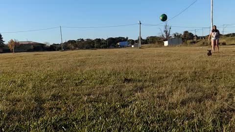 Perrito futbolista